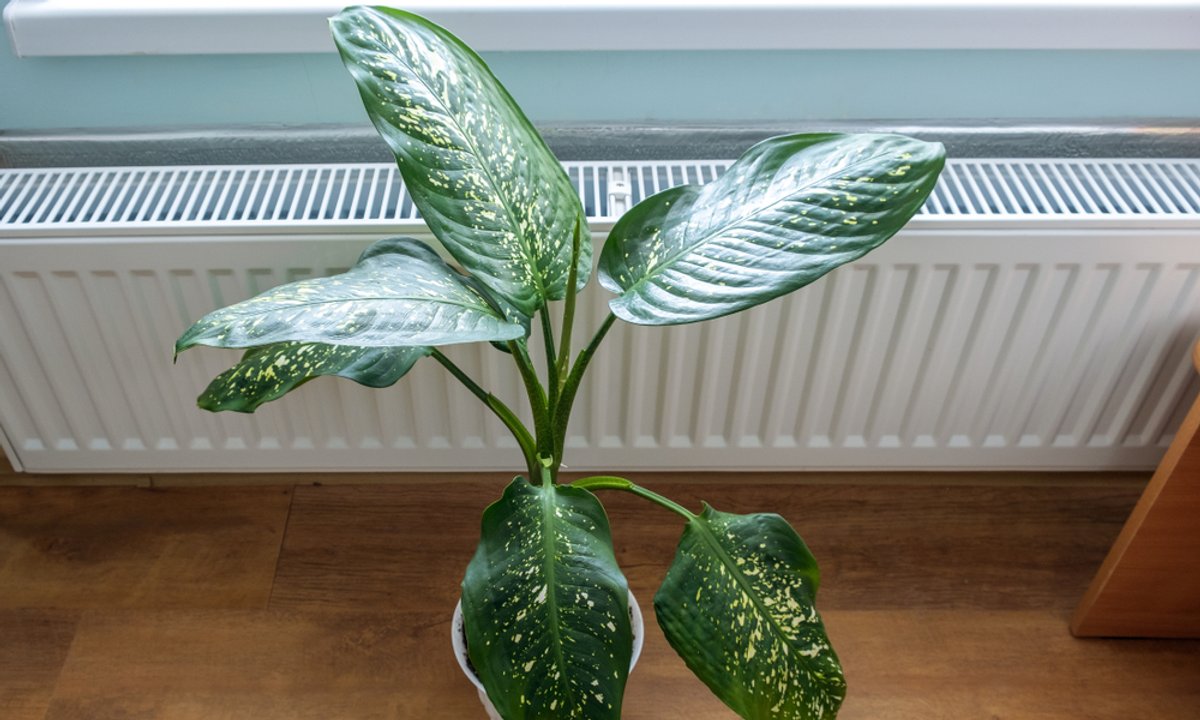 Wyjmij z kuchni i połóż na grzejniku. Dom wypełni się pięknym zapachem