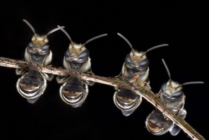 Fot.  Melvyn Yeo/Biosphoto/East News