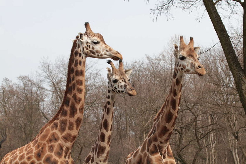 Żyrafy na wybiegu w Łódzkim Zoo