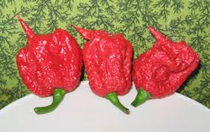 Carolina Reaper