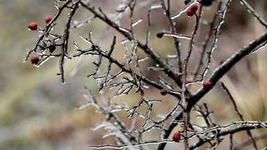 Marznące opady w czterech województwach. Deszcz ze śniegiem, gołoledź