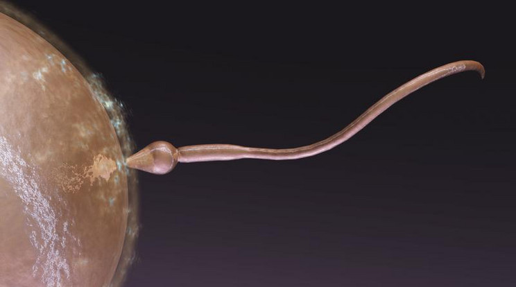 A dózistól függően akár 13 évig is meggátolja a spermiumok mozgását az új módszer Fotó:Shutterstock