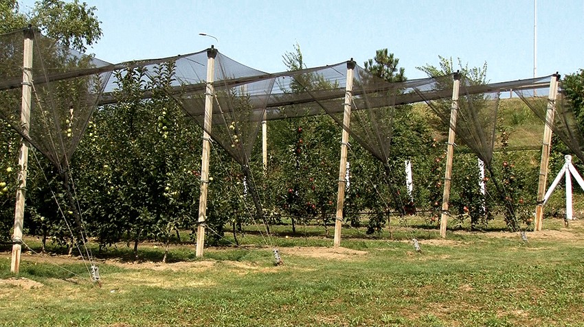Najsavremeniji voćnjak Podunavlja: Gusta sadnja, kržljave podloge, prehrana preko navodnjavanja, protivgradna mreža 