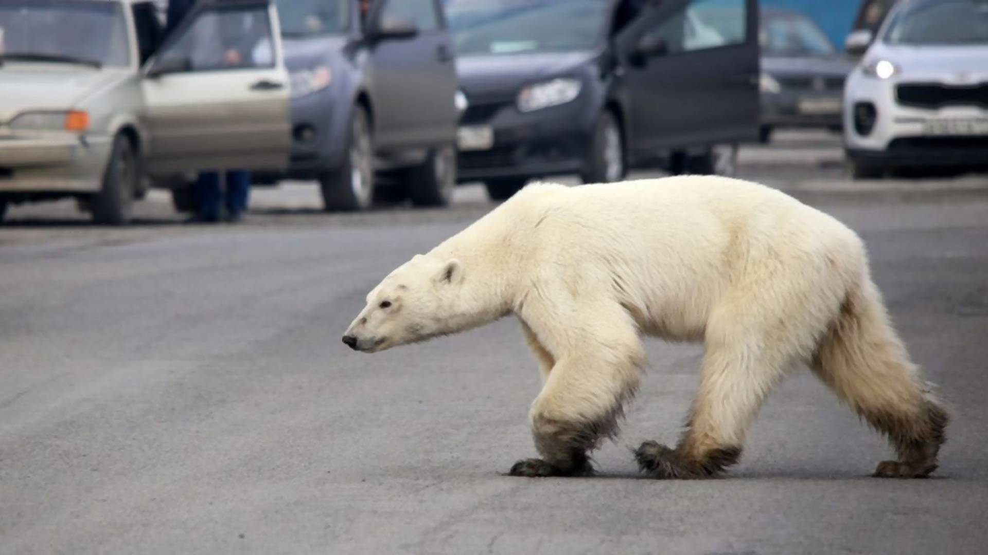 Jegesmedve mart halálra egy kempingezőt