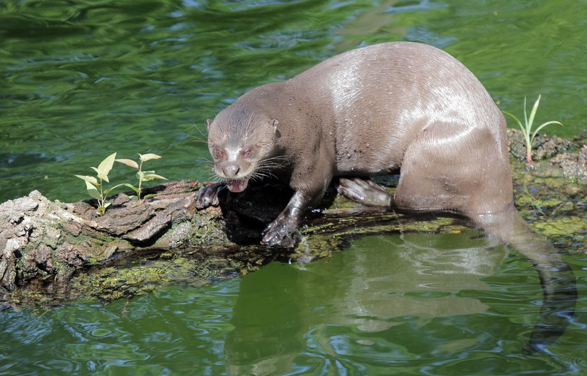 Zakochane wydry mieszkają w łódzkim zoo. Czy będą z tego dzieci? 