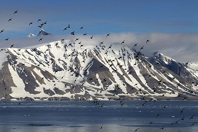 Galeria Wystawa polarnej fotografii przyrodniczej "Ptaki Spitsbergenu", obrazek 23