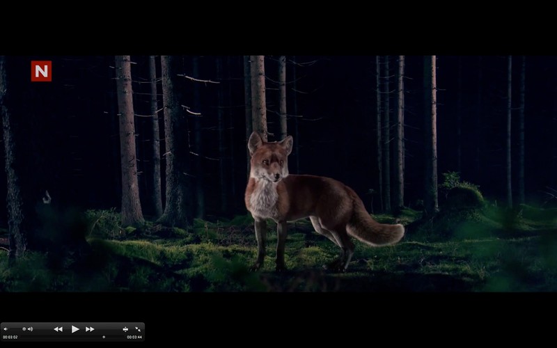 Kadry z klipu do 'What does the Fox say?'