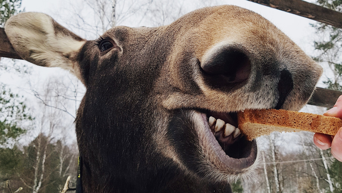 Łoś (Alces Alces) - informacje, wysokość, pożywienie, zachowanie, agresja