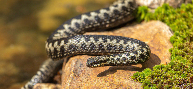 W Chorwacji plaga niebezpiecznych i wyjątkowo dużych węży