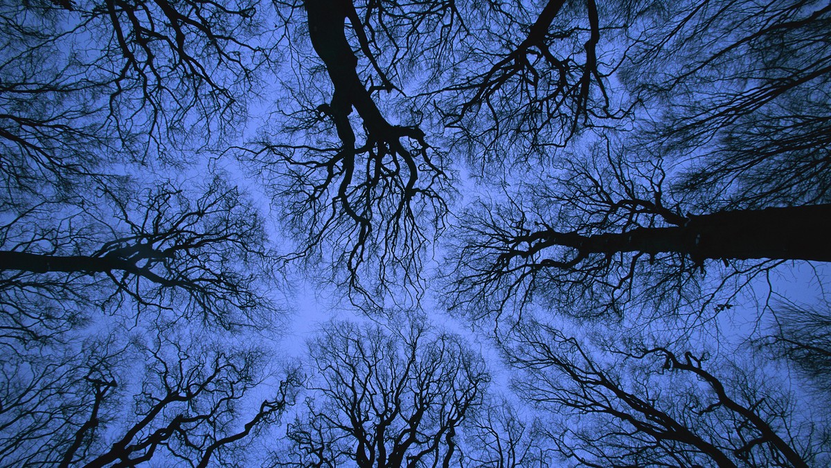 Looking up into leafless canopy in the winter showing crown shyness, blue hour, Jasmund National Par