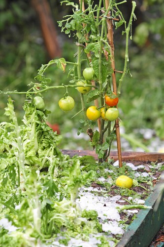W Bukowinie Tatrzańskiej gwałtowna burza z gradem wyrządziła szkody głównie niszcząc samochody, drzewa owocowe i dachy pokryte eternitem