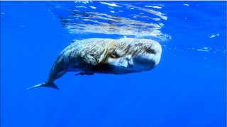 „Wielki błękit” - wszechświat emocji