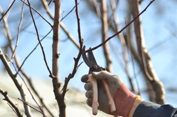 zimowe cięcie drzew owocowych. jakie drzewa i krzewy przycinać w styczniu? do kiedy można przycinać drzewa owocowe? kalendarz cięcia termin przycinania drzew owocowych