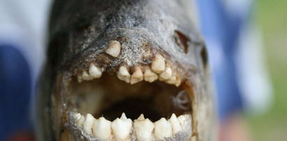 Ryba z ludzkim zębami. Zdjęcia