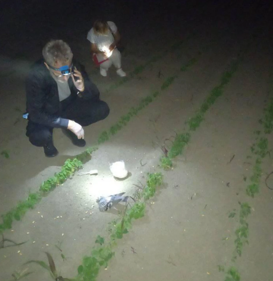 BAČEN OTROVANI KUKURUZ