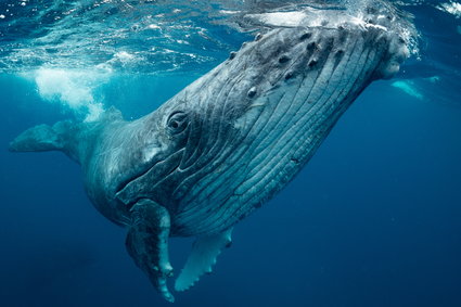 Trzeba zwiększyć populację wielorybów, by ratować klimat – postuluje Międzynarodowy Fundusz Walutowy
