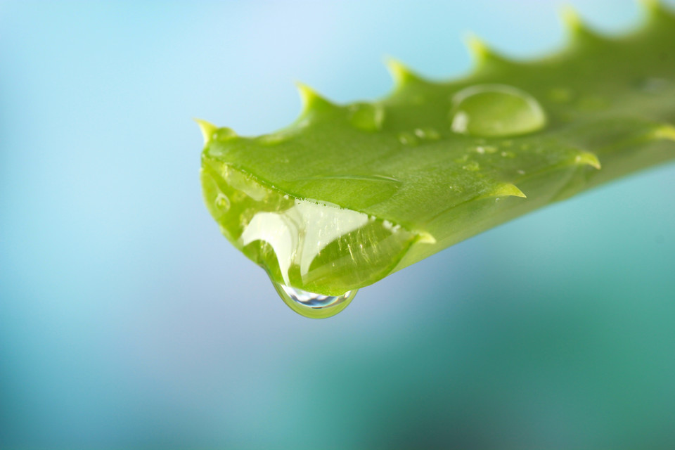 Aloe vera