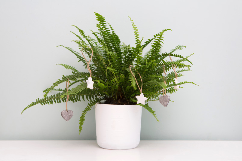 Fern,In,Pot,Decorated,With,Wooden,Decor,As,Christmas,Tree