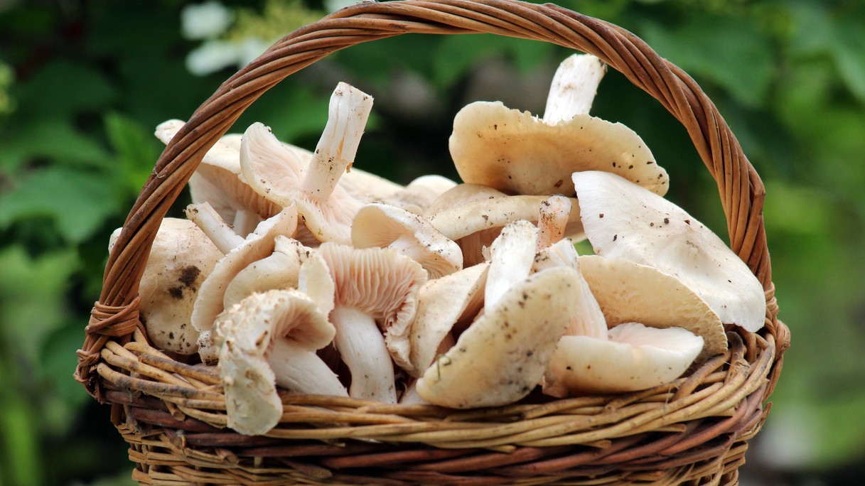 Prvé jarné huby nazbierané do košíka – Calocybe gambosa -čírovnica májová.