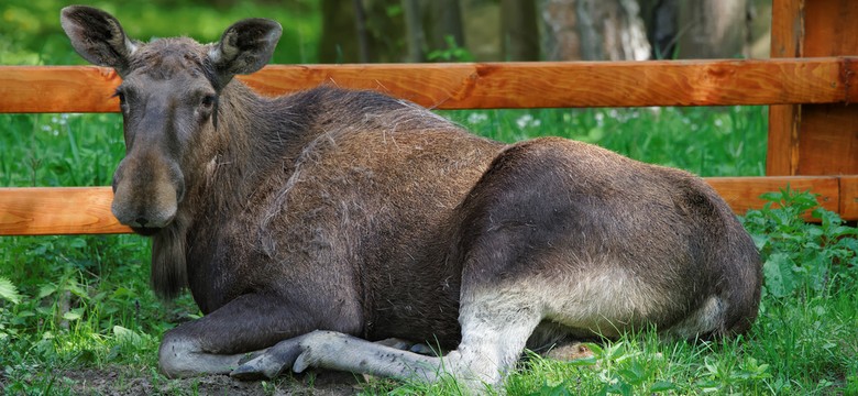 Rzeczniczka PiS zdradziła, kto stoi za tym, że łosie są chronione