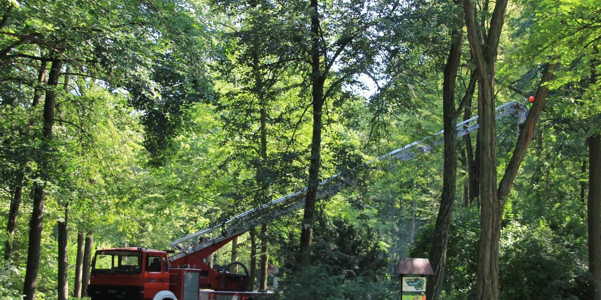 Tak sprzątali zoo zdemolowane przez burzę