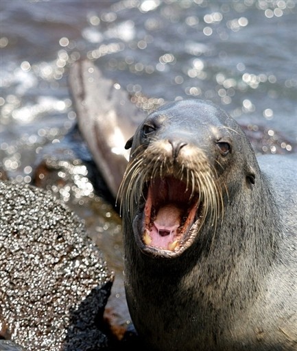 ECUADOR - GALAPAGOS - FAUNA