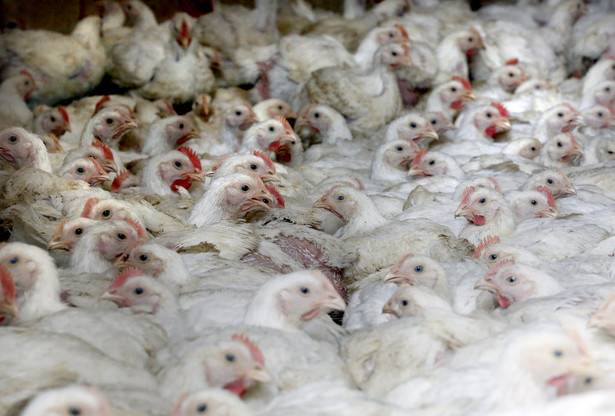 Przepisy o ochronie zwierząt to fikcja. Ukrytą kamerą nagrali, jak zabija się kurczaki na fermie
