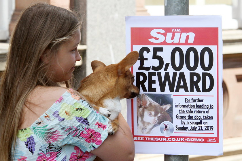 Wielka Brytania: Mewa porwała psa. Została z niego tylko kość?