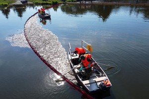 Katastrofa ekologiczna na Odrze. Ile wynoszą straty materialne