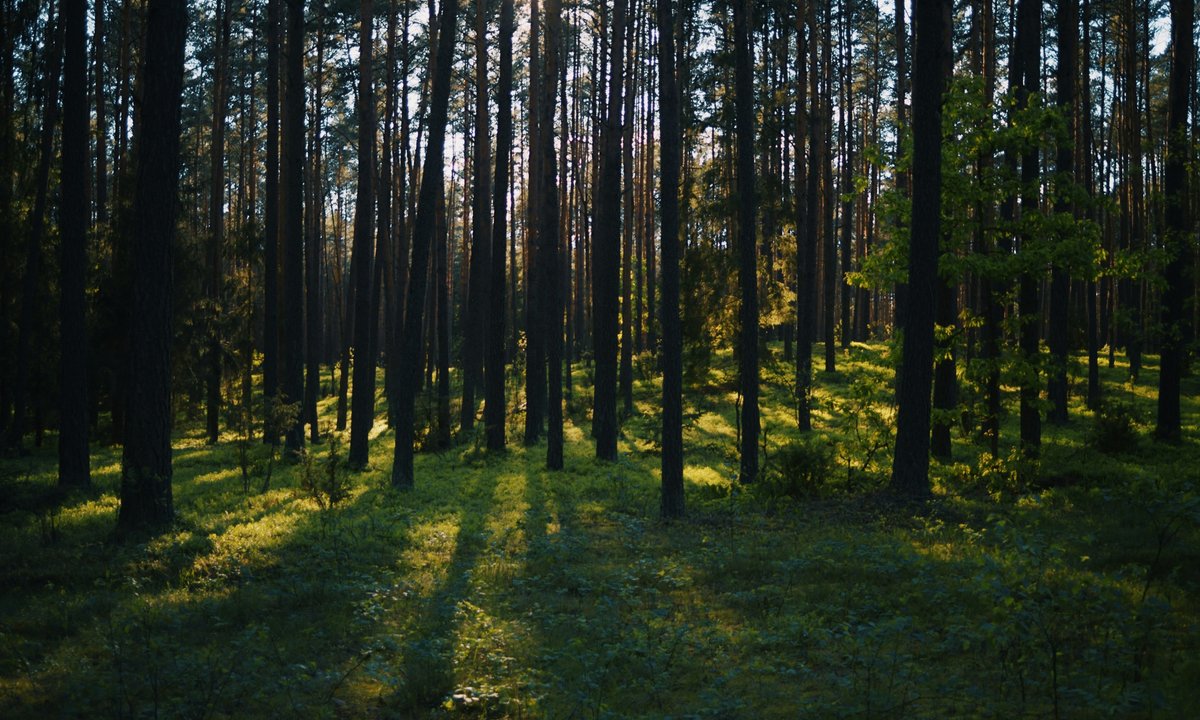 Lasy Państwowe od kulis. Kiedyś "kancelaria leśnictwa była jak bar"