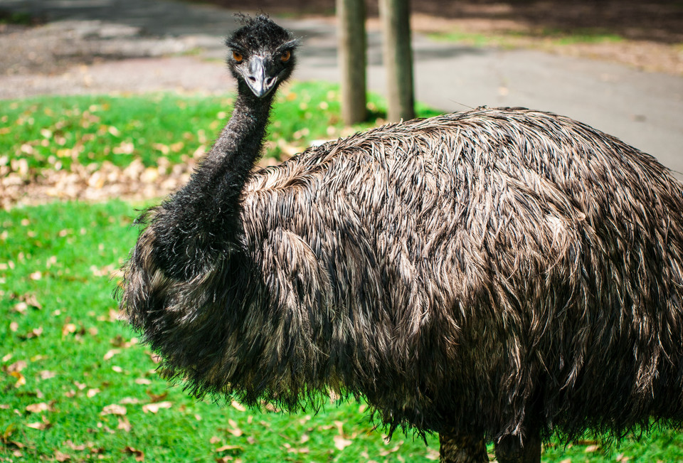 Olejek z emu