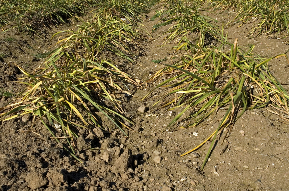 "Nasz Dziennik": susza wpędziła w kłopoty tysiące rolników