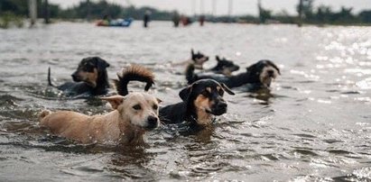 Dramat w zoo w Nowej Kachowce. Zginęły prawie wszystkie zwierzęta