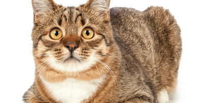 Złe wieści dla właścicieli kotów. Zwierzę z koronawirusem