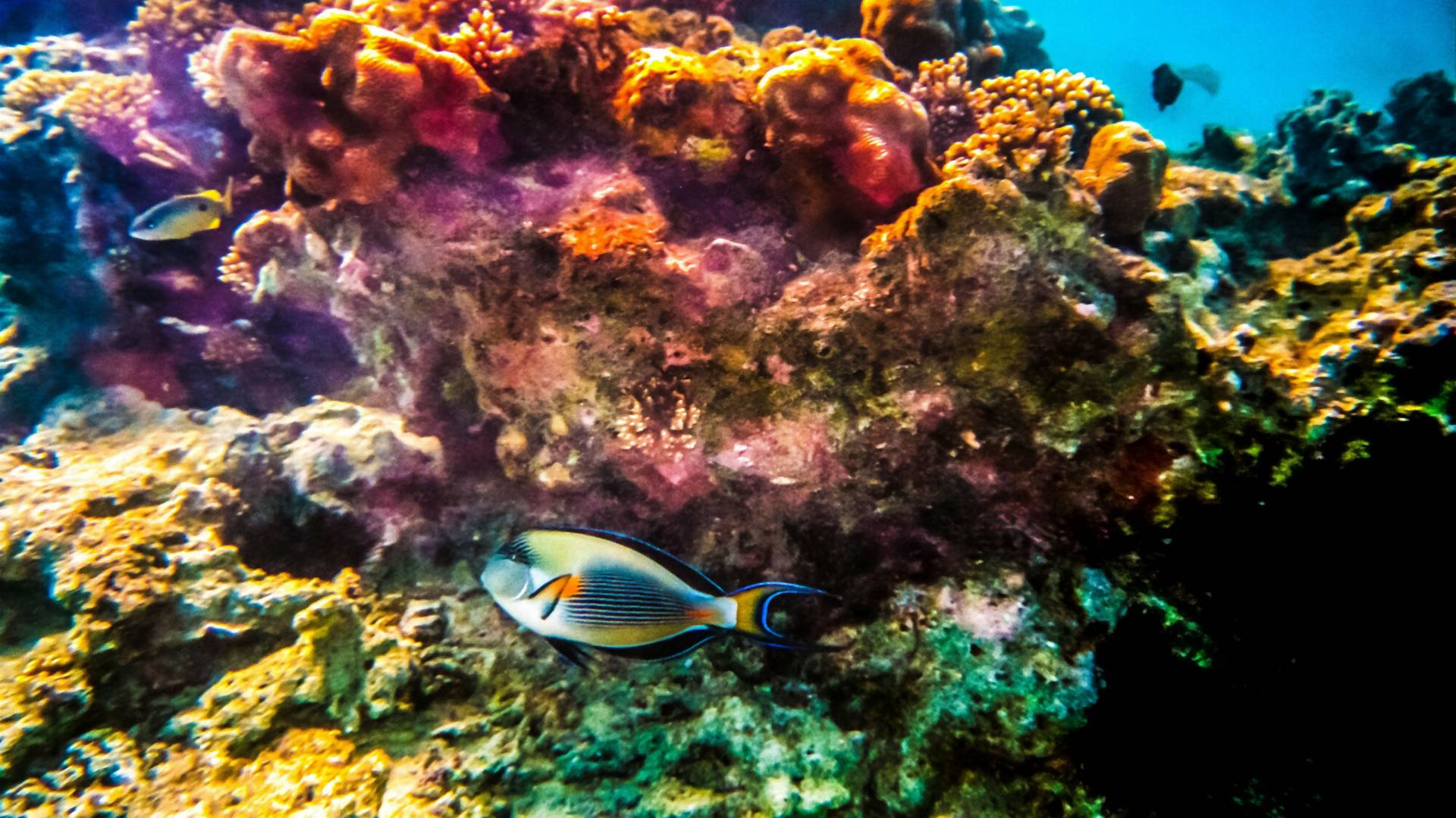 Naukowcy alarmują: za 50 lat znikie rafa koralowa z Oceanu Indyjskiego. Przez zmiany klimatu