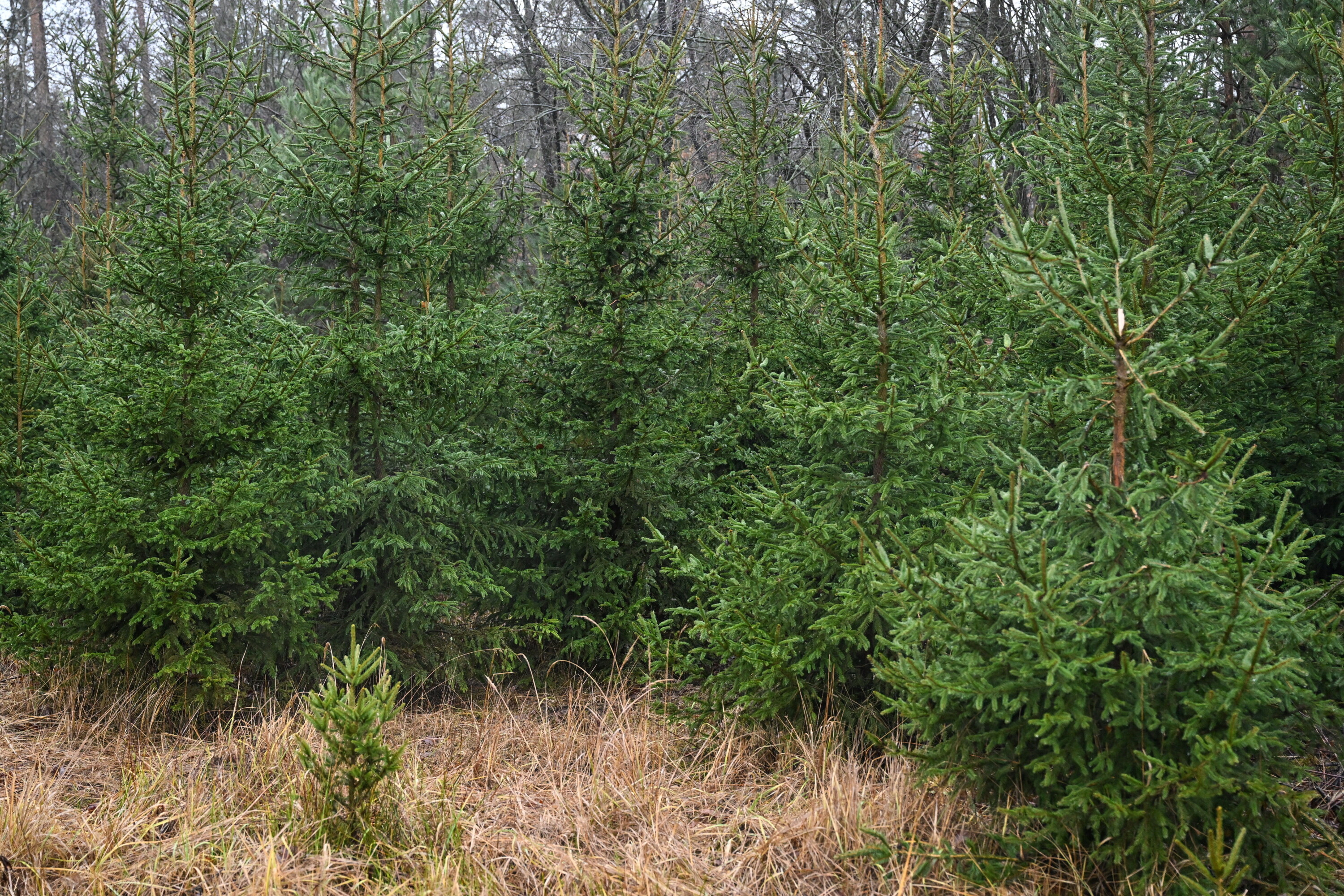Tysiące choinek od Lasów Państwowych. Drzewka z plantacji pod liniami napięcia