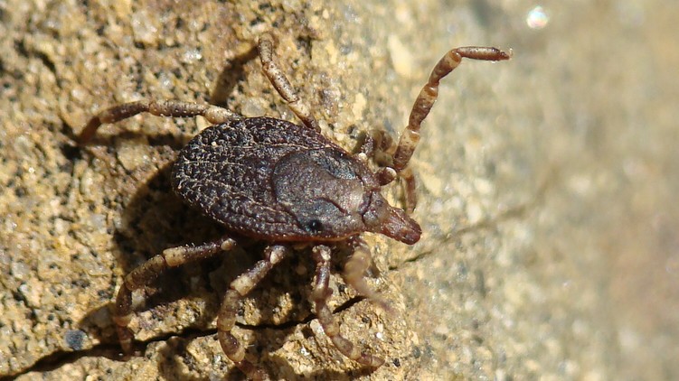 Hyalomma, kullancs, csípés