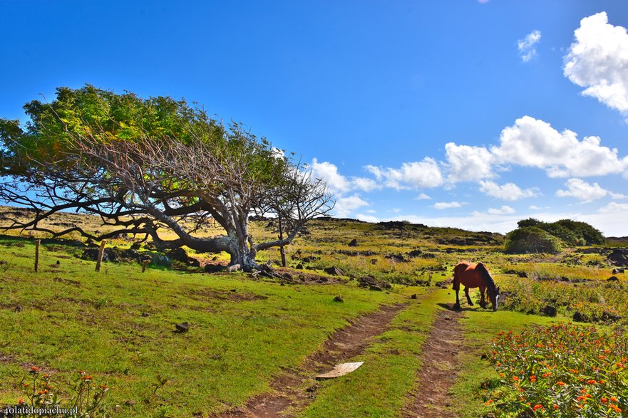 Dzikie konie na Rapa Nui / Wyspie Wielkanocnej