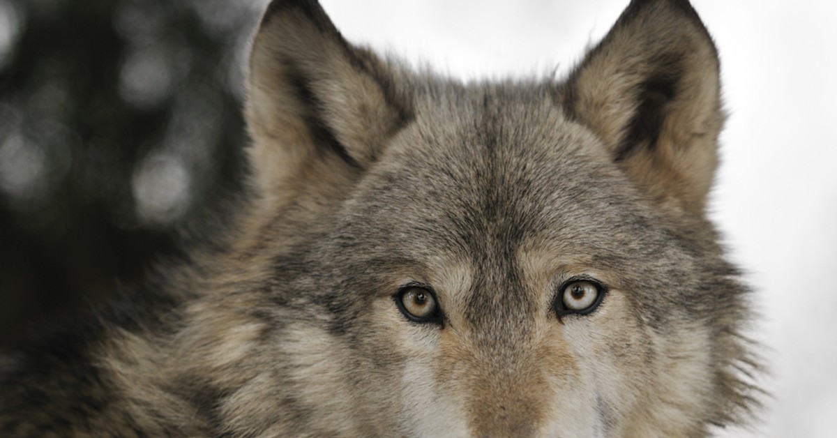 Canis lupus campestris. саарлосский вольфхунд. волк обыкновенный (canis lupus). вокл. волк.