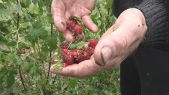 Kontrola zasada maline otkrila nepravilnosti: Ministarstvo dalo rok od 15 dana