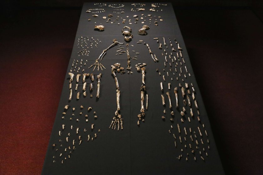 Kości homo naledi