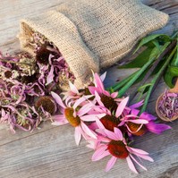 Így segíthet az echinacea a megfázásos időszakban