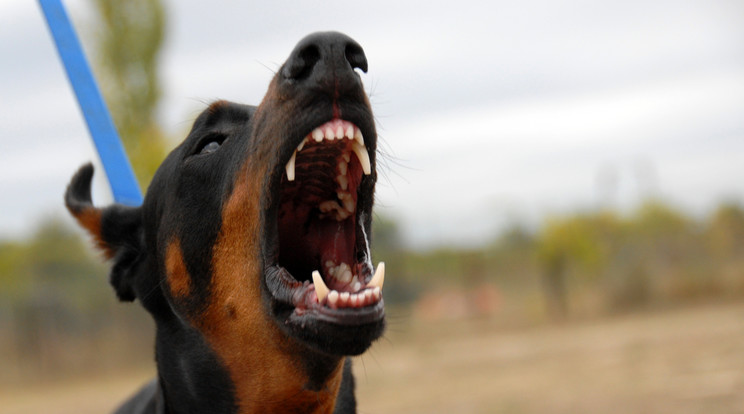 Brutális kutyatámadás Hatvanban: saját kutyája marcangolta szét az idős asszonyt /Ilusztráció: Northfoto