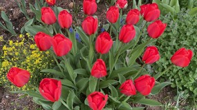 Sadzenie tulipanów w wytłaczankach po jajkach. Jak sadzić tulipany w wytłaczankach po jajkach?