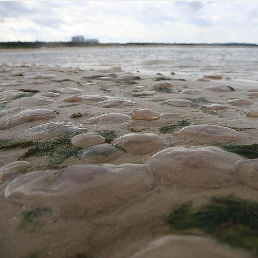 Meduzy opanowały plażę w Świnoujściu. To znak