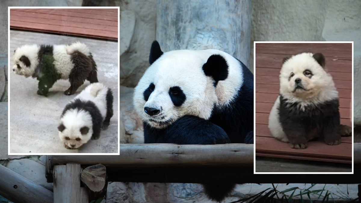 Przemalowali psy, żeby wyglądały jak pandy. Skandal w chińskim zoo