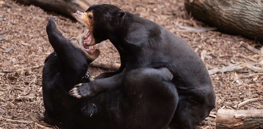 Somnang i Batu czyli lovestory w zoo w Łodzi. Tak się rodzi miłość niedźwiedzi malajskich w Orientarium