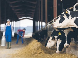 Pieniądze z Brukseli zmieniły oblicze polskiego rolnictwa