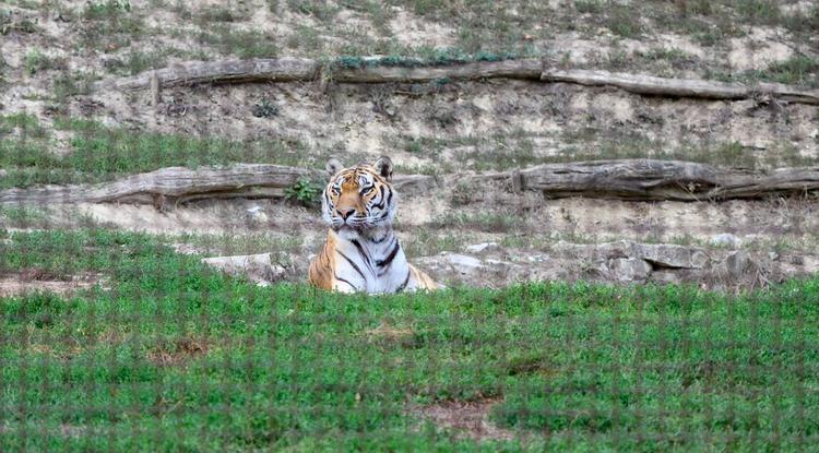 Szibériai tigris a veszprémi állatkert kifutójában