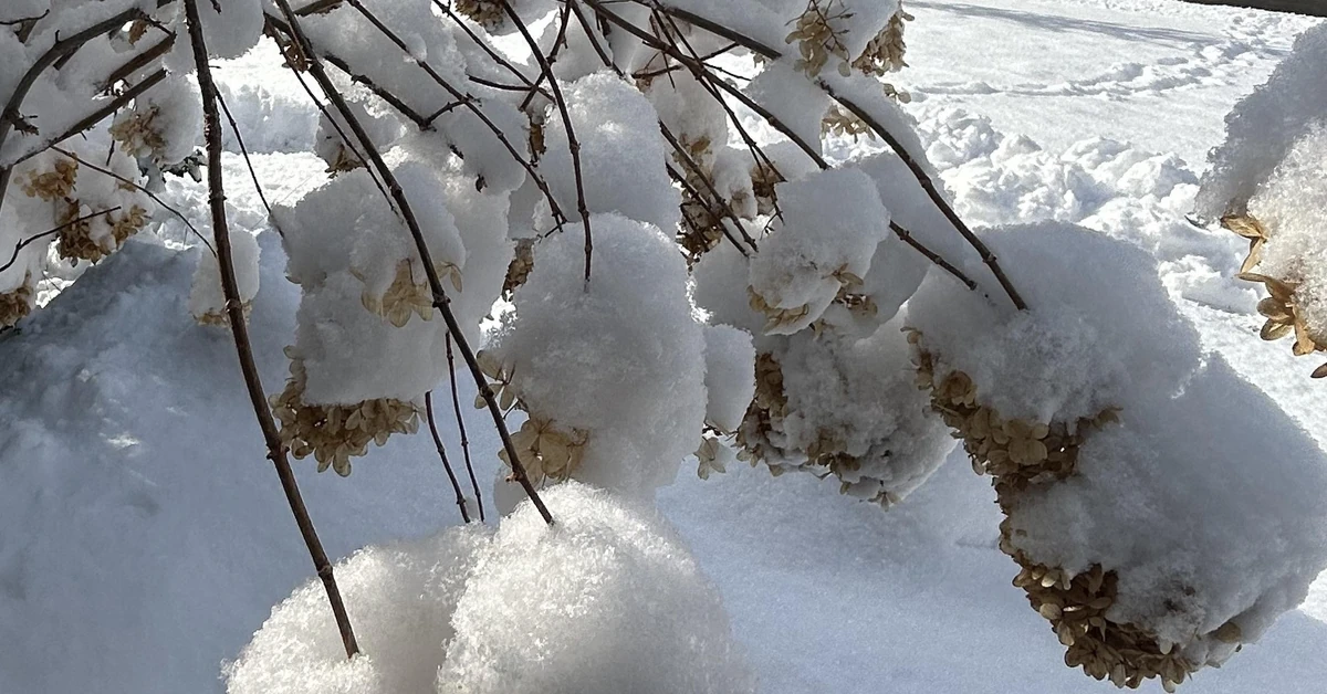 Zrób to z hortensjami zimą, inaczej nie zakwitną wiosną 2026. Zabiegi w styczniu i lutym decydują o przetrwaniu hortensji